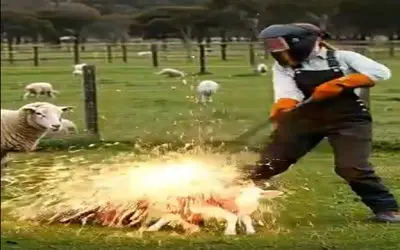 دامداری نوین؛ چوپان جونشو به خطر انداخت بزغاله ملیونیشو از دست حیوون درنده نجات بده