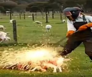 دامداری نوین؛ چوپان جونشو به خطر انداخت بزغاله ملیونیشو از دست حیوون درنده نجات بده