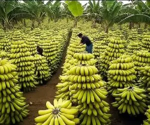 کشاورزی نوین؛ تو زمینای چند هزار هکتاری موز کاشتن از هر خوشش 1000 تا آویزونه