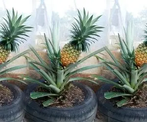 کشاورزی نوین؛ کاشت آناناس توی لاستیک به جای باغچه