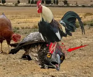 مستند حیات وحش / عقاب با دست درازی به جوجه های مرغ قبری برای خودش خرید