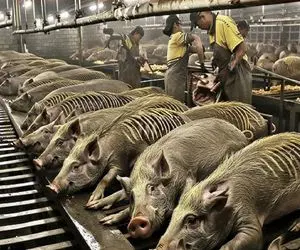 فرآوری خوک؛ خوک کریه المنظر و میجوشونه پشماش بریزه اسلایسش میکنه برای ساندویچ