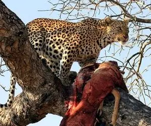 از جذابیت های حیات وحش؛ جگوار وحشی چنان با نقشه به کروکودیل حمله کرد که مو لا درزش نرفت