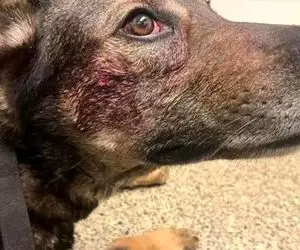 (عکس) دزدی که سگ پلیس را گاز گرفت!