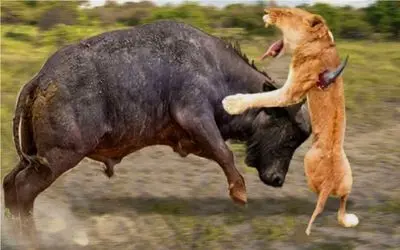 جذابیت حیات وحش/ بوفالو شیر قدرتمند رو تحقیر کرد