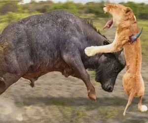 جذابیت حیات وحش/ بوفالو شیر قدرتمند رو تحقیر کرد