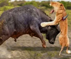 جذابیت حیات وحش/ بوفالو شیر قدرتمند رو تحقیر کرد