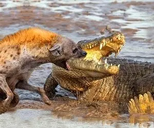 از جذابیت های حیات وحش؛ پایان تلخ برای کروکودیلی که احمقانه خواست از کفتار دزدی کنه