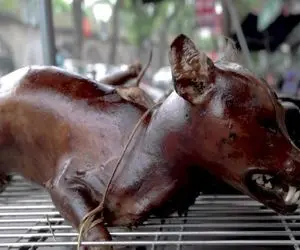 کباب سگ؛ تو پانسیون از 10میلیون سگ جفتگیری میکنن سیخ میزنن اسلایس شده میفروشن