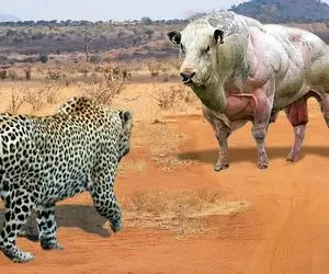 گاوهای باورنکردنی؛ گاو نازنازی با 600تن عضله پلنگ زپرتی که بچشو بلعید جر داد