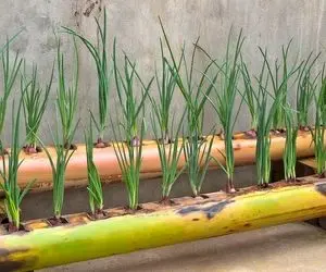 کشاورزی خلاقانه؛ آقاهه خیلی شیک اومده تنه درخت موز رو سوراخ کرده توش پیاز کاشته 