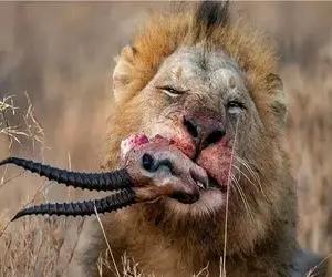 بدایع حیات وحش؛ شیر خبیث ایمپالا رو از پا خورد