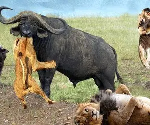 از جذابیت‌های حیات وحش؛ بوفالوها رفتن تو دل گله شیرا یکیشونو به غنیمت گرفتن