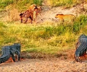 از جذابیت های حیات وحش؛ آهو با پلنگ، کروکودیل و کفتار مبارزه می کند