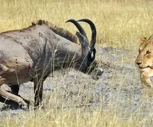 از جذابیت های حیات وحش؛ دوئل حماسی ماده شیر و بزکوهی با یک پایان تلخِ باز!