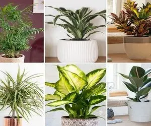 بی دردسرترین گیاهان آپارتمانی / آب نده نور هم نمیخوان لامپ تو خونه کافیه چقدم ارزونن