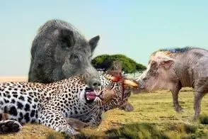 مستند حیات وحش؛ گراز وحشی پلنگ رو تابوند بعد حسابی خر کشش کرد 