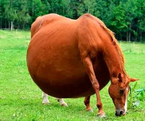 عجایب روزگار؛ حیوانات نادری که هر هزار سال یک بار در مزرعه به دنیا می آیند