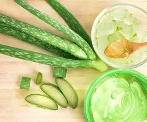 آلوئه ورا؛ از ترکیبات تا خواص شگفت انگیز آن