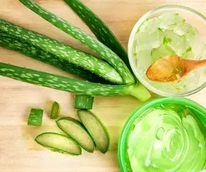 آلوئه ورا؛ از ترکیبات تا خواص شگفت انگیز آن
