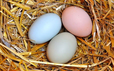 تخم مرغِ ارزان وارد بازار می شود؟