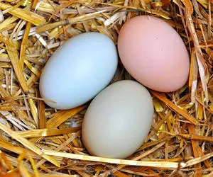 تخم مرغِ ارزان وارد بازار می شود؟