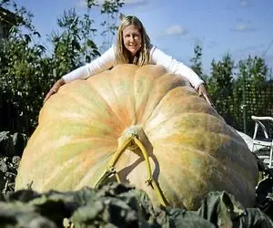 کشاورزی نوین؛ تو مسابقه بزرگترین کدوتنبل برنده اونه که تو کدوی پرورشی خودش جا بشه