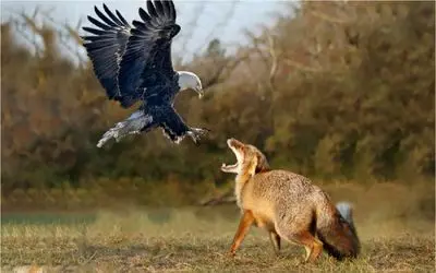 نبرد حیات وحش/ بچه روباه با زرنگی و زیرکی از دست پنجه های عقاب فرار میکنه
