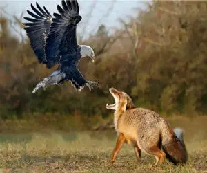 نبرد حیات وحش/ بچه روباه با زرنگی و زیرکی از دست پنجه های عقاب فرار میکنه