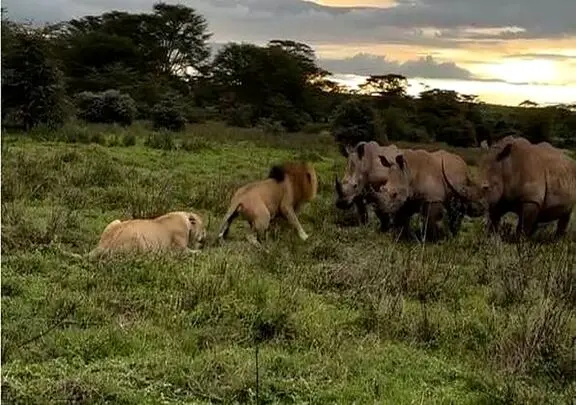 مستند حیات وحش؛ حمله شیر نر برای محافظت از شیر ماده خود برابر گله کرگدن
