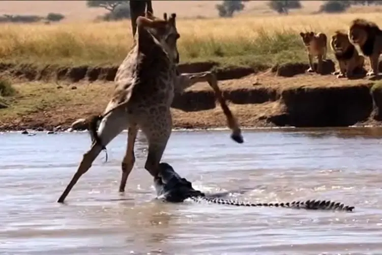 مستند حیات وحش؛ عبور زرافه از جهنمی که کروکودیل ها در رودخانه برایش ساختند