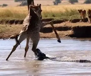 مستند حیات وحش؛ عبور زرافه از جهنمی که کروکودیل ها در رودخانه برایش ساختند