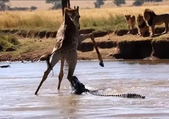 مستند حیات وحش؛ عبور زرافه از جهنمی که کروکودیل ها در رودخانه برایش ساختند