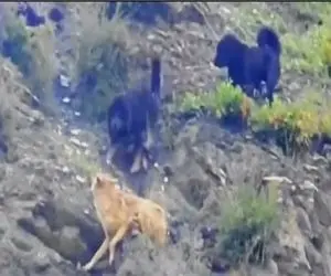 مستند حیات وحش؛ گرگ توسط سگ ها قصابی شد