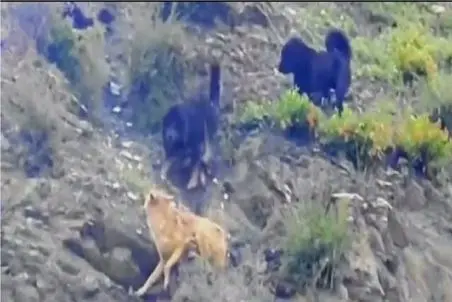 مستند حیات وحش؛ گرگ توسط سگ ها قصابی شد