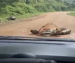 مستند حیات وحش؛ پلنگ و پیتون پیچیدن به هم زورآزمایی میکنن