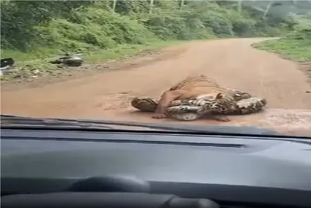 مستند حیات وحش؛ پلنگ و پیتون پیچیدن به هم زورآزمایی میکنن