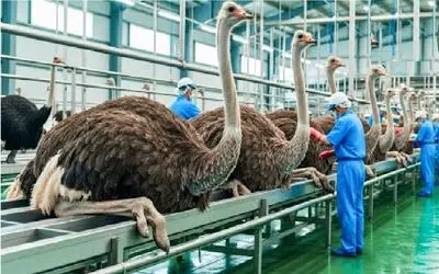 فرآوری شترمرغ؛ شترمرغ لای پر قو بزرگ میکنن گنده که شد بزنن زمین سودشو بخورن