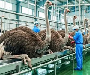 فرآوری شترمرغ؛ شترمرغ لای پر قو بزرگ میکنن گنده که شد بزنن زمین سودشو بخورن