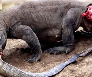 بدایع حیات وحش؛ پیتون غول دم کومودو ددمنش رو بلعید اون هم شروع کرد خوردن مار 