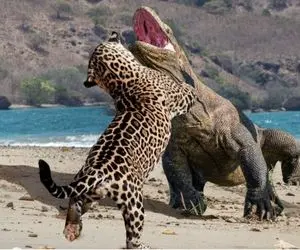 مستند حیات وحش/ رقابت مذبوحانه جگوار طرح دار با اژدهای کومودو برای برتری جویی