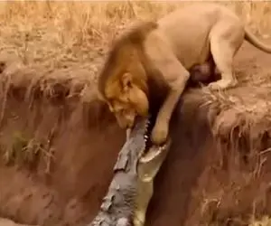 مستند حیات وحش؛ کروکودیل عین چسب چسبیده به شیر نشونش بده کت تن کیه