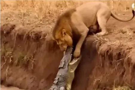 مستند حیات وحش؛ کروکودیل عین چسب چسبیده به شیر نشونش بده کت تن کیه