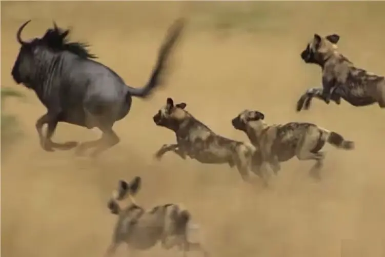 مستند حیات وحش؛ گله‌ سگ های وحشی که حتی پلنگ‌ها از آن می‌ترسند