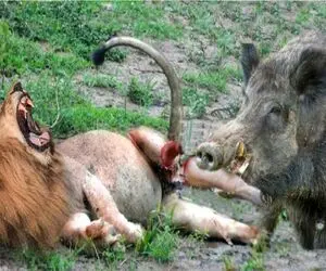جنگ حیات وحش/شیر با چنگ و دندون گرازو از لونه کشید بیرون/گرازو به نیش کشیده