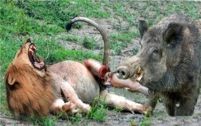 جنگ حیات وحش/شیر با چنگ و دندون گرازو از لونه کشید بیرون/گرازو به نیش کشیده