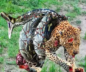 نارام زیان؛ پیتون غول یواش خزید دور پلنگ دد له و تناول کرد از درون شکمشو درید