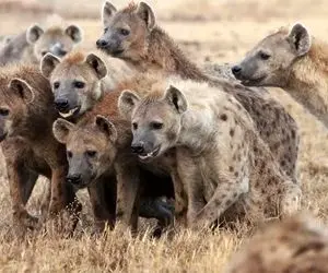 از جذابیت های حیات وحش؛ کفتارهای بدجنس برای اینکه از گشنگی نمیرن غذا شیرها رو پیچوندن