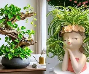 خوشگلترین چیدمان پتوس در خانه؛ ایده قرارگیری گیاه آپارتمانی رونده روی شیشه یا چوب