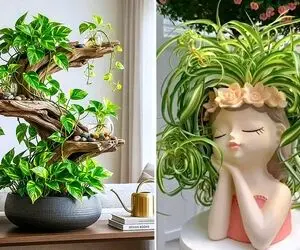خوشگلترین چیدمان پتوس در خانه؛ ایده قرارگیری گیاه آپارتمانی رونده روی شیشه یا چوب
